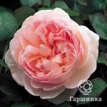 Роза Шарифа Асма, Питомник роз Королева Роза