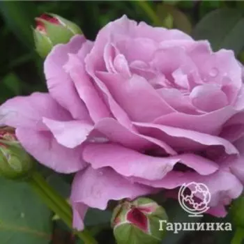Роза Шарль де Голль чайно-гибридная, Top Roses
