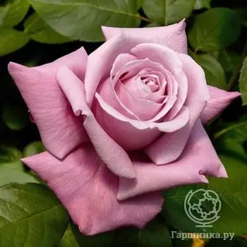 Роза Шарль де Голль чайно-гибридная, Топалович