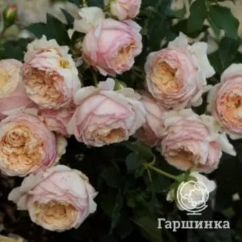 Роза Шарль де Нерво