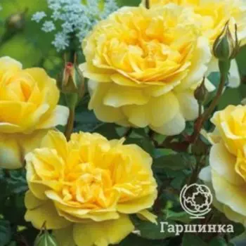 Роза Шарлотта кустарниковая