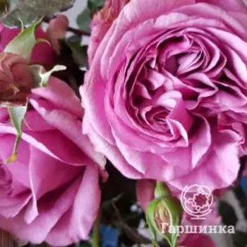 Роза Шартрез Де Парм чайно-гибридная