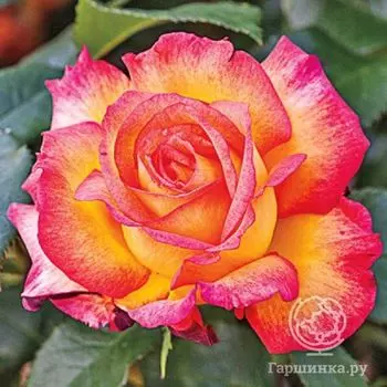 Роза Шейлас Парфюм, Харкнесс