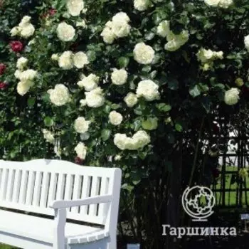 Роза Шнеевальцер плетистая, Тантау