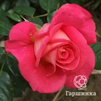 Роза Шогун