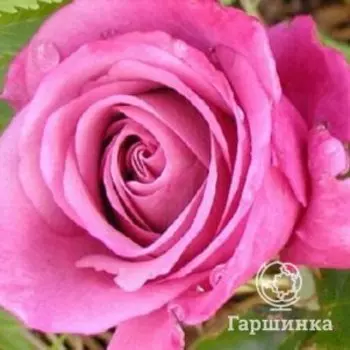 Роза Шокин Блю флорибунда