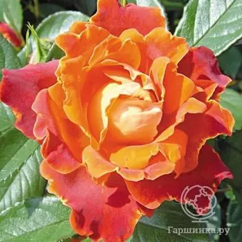 Роза Шоколад Раффлс, Интерплант