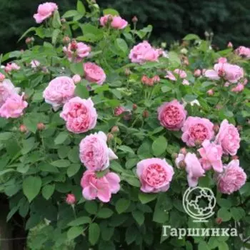 Роза Шон Майд, Питомник роз