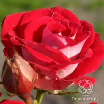 Роза Шоне Кобленцерин флорибунда, Кордес