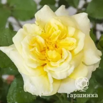 Роза Штернталер шраб, Воронежский питомник роз