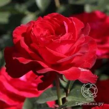 Роза Штортебекер чайно-гибридная, Тантау