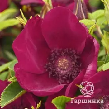 Роза Штрандперле Нордернай