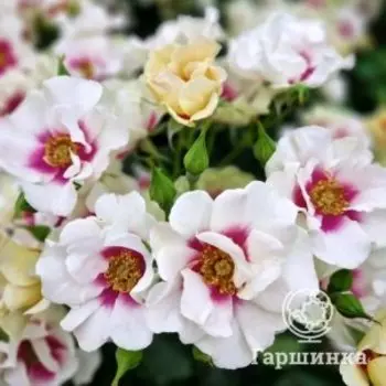 Роза Си Ю Ин Пепл, Питомник роз Королева Роза