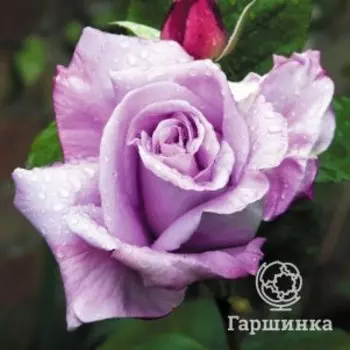 Роза Си Си чайно-гибридная