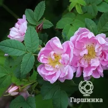 Роза Сигер Уилер канадская парковая