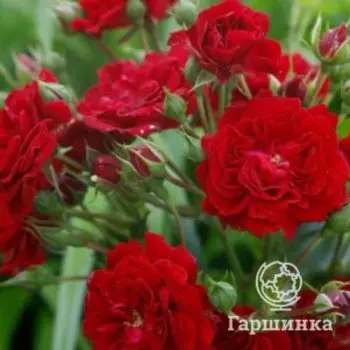Роза Силуэта Кримсон, Питомник Розы Фокино