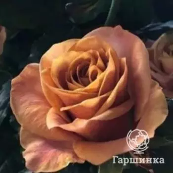 Роза Символ