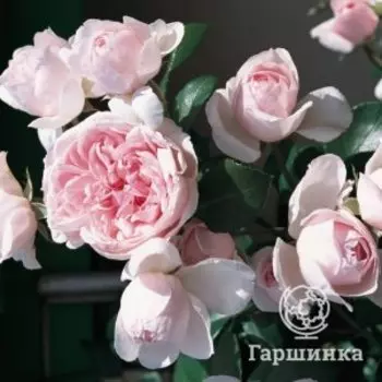 Роза Синдерелла, Питомник Розы Фокино
