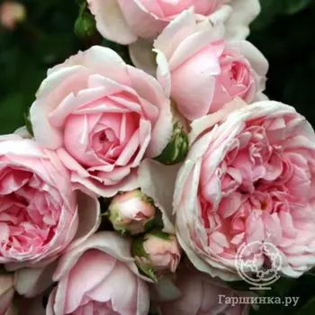 Роза Синдерелла шраб, Топалович