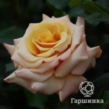 Роза Сингинг ин зе Рейн