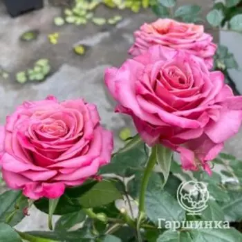 Роза Сингл Малт