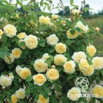 Роза Сирано де Бержерак плетистая, Топалович