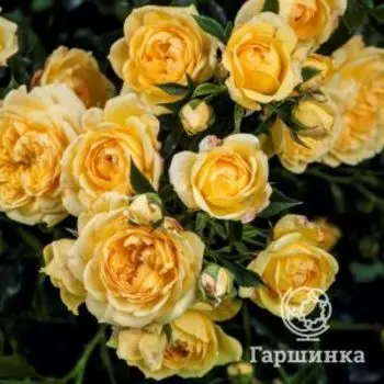 Роза Скарлет Роуз Элида плетистая, Тантау