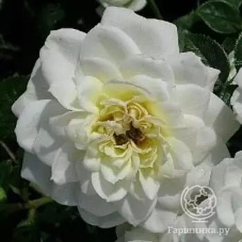 Роза Сноу Кап, Харкнесс