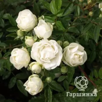 Роза Сновит
