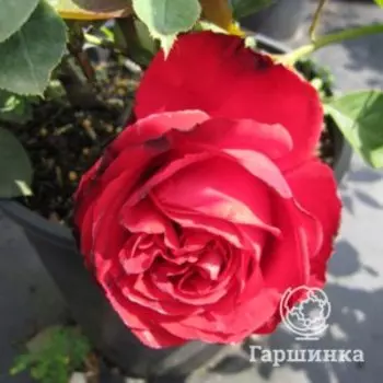 Роза Софи Лорен чайно-гибридная