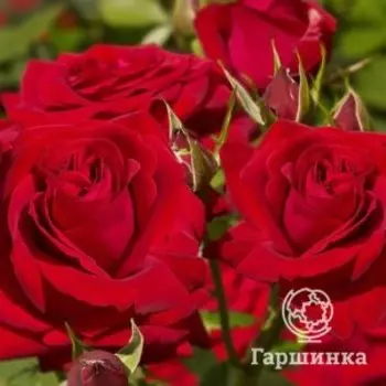 Роза Софи Лорен, Питомник роз