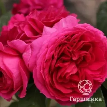Роза Софи Луиза чайно-гибридная