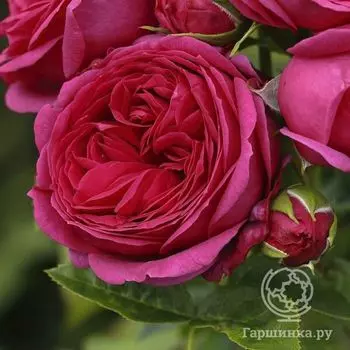 Роза Софи Луиза чайно-гибридная, Тантау