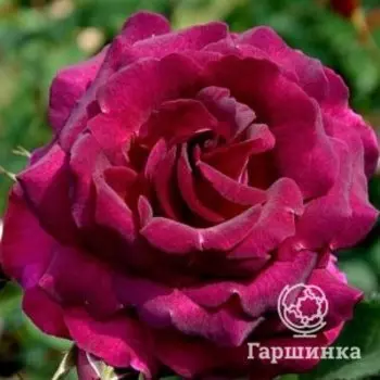 Роза Сом 2016 шрраб, Питомник роз Королева Роза