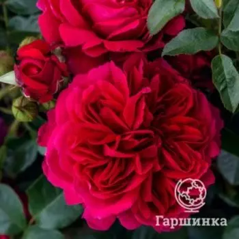Роза Соул, Питомник роз Тимофей