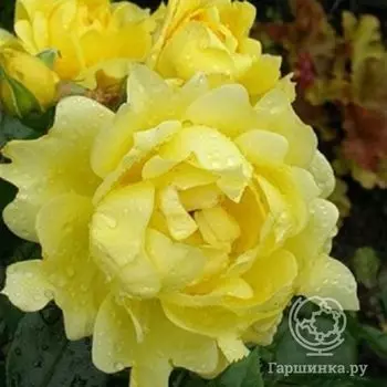 Роза Сплендид Раффлс, Интерплант