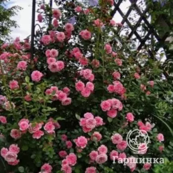 Роза Старлет Роуз Ева плетистаяоза