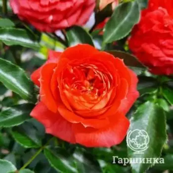 Роза Старлет Роуз Кармен плетистая