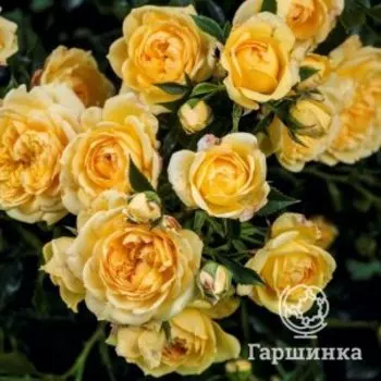 Роза Старлет Роуз Лиззи плетистая, Тантау