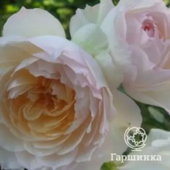 Роза Стефани Баронесса Гутенберг, Питомник Розы Фокино