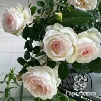 Роза Стефани Баронин цу Гуттенберг чайно-гибридная