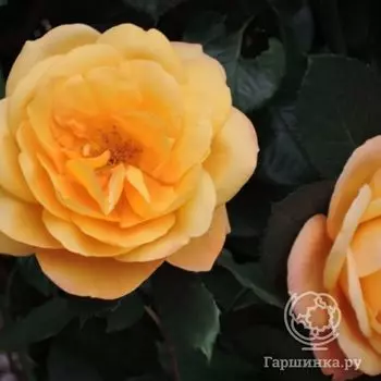 Роза Страйк Ит Рич, Викс