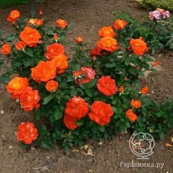 Роза Супер Трупер флорибунда, Imperial Rose