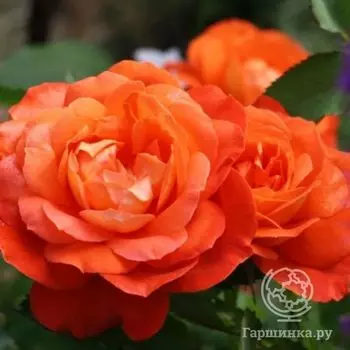 Роза Супер Трупер, Фрайер