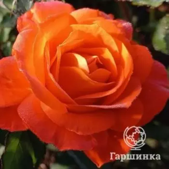 Роза Супер Трупер