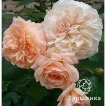 Роза Сурир де Хавр чайно-гибридная