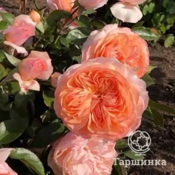 Роза Сурир дю Хавр, Питомник роз