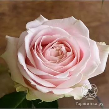 Роза Свит Аваланш чайно-гибридная, Топалович