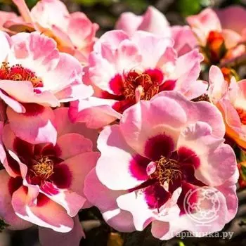 Роза Свит Бэбилон Айз, Интерплант