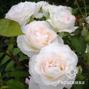 Роза Свит Блонд